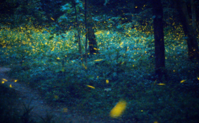 萤火虫有几只脚,昆虫记中33种昆虫简介