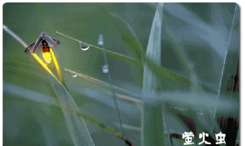 《昆虫记》萤火虫的主要内容