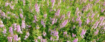 ​香彩雀的养殖方法和注意事项