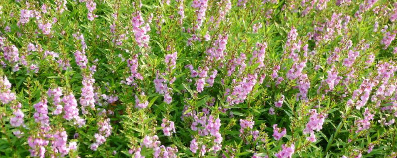 香彩雀的养殖方法和注意事项(图1)