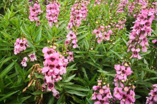 香彩雀的养殖方法和注意事项(图2)