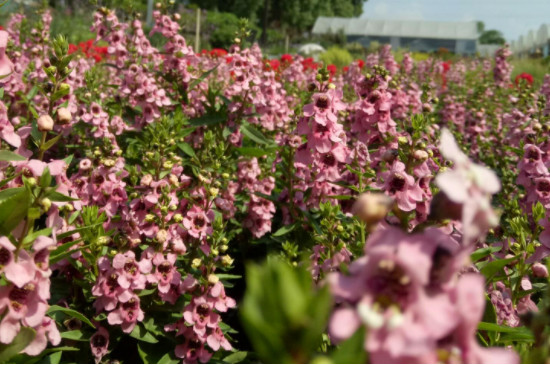 香彩雀的养殖方法和注意事项(图4)