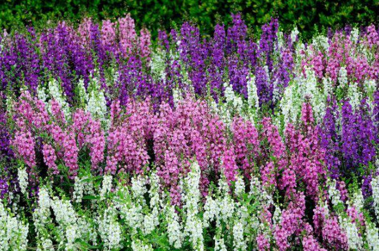 香彩雀的养殖方法和注意事项(图3)