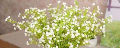 ​满天星一年四季都开花吗（图）