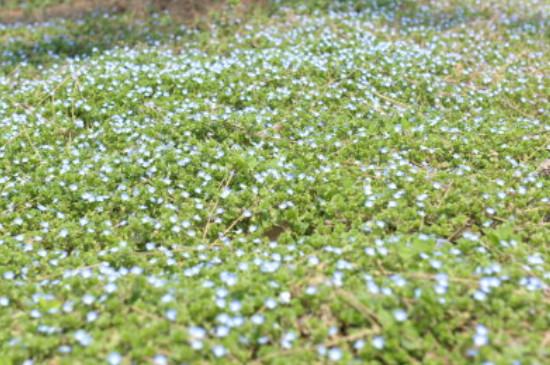 满天星一年四季都开花吗（图）(图4)