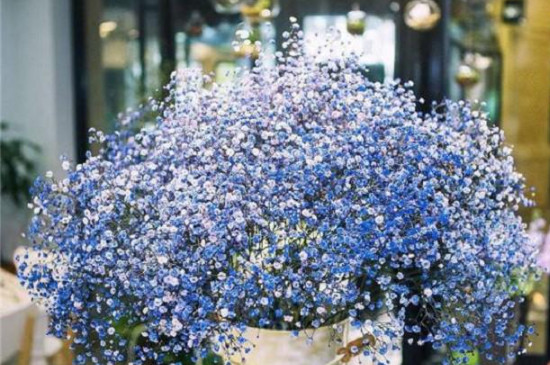 满天星一年四季都开花吗（图）(图2)