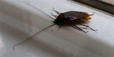 ​如何彻底灭家里的蟑螂