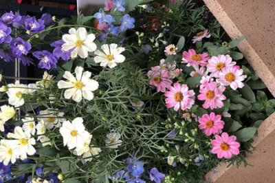 ​波斯菊和万寿菊的区别