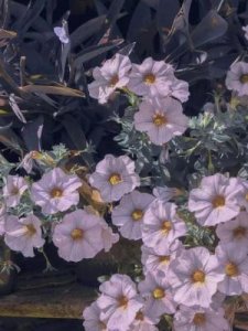 ​耽美强攻弱受(弱攻弱受是什么意思)