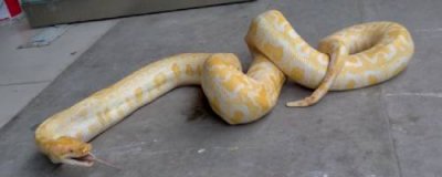 ​黄金蟒是几级保护动物（黄金蟒属于国家几级保护动物）