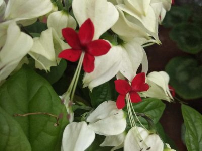 ​龙吐珠有什么寓意吗