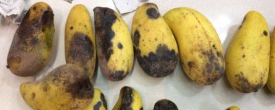 芒果烂了一边另外一边可以吃吗 芒果把坏的部分切掉可以吃吗