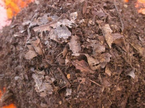 买的营养土还用掺土吗（昂贵的营养土调配有秘方）