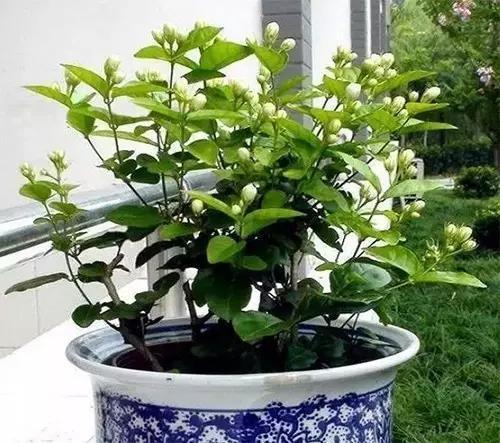 买的营养土还用掺土吗（昂贵的营养土调配有秘方）