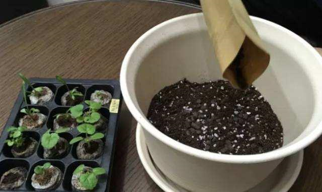 买的营养土还用掺土吗（昂贵的营养土调配有秘方）