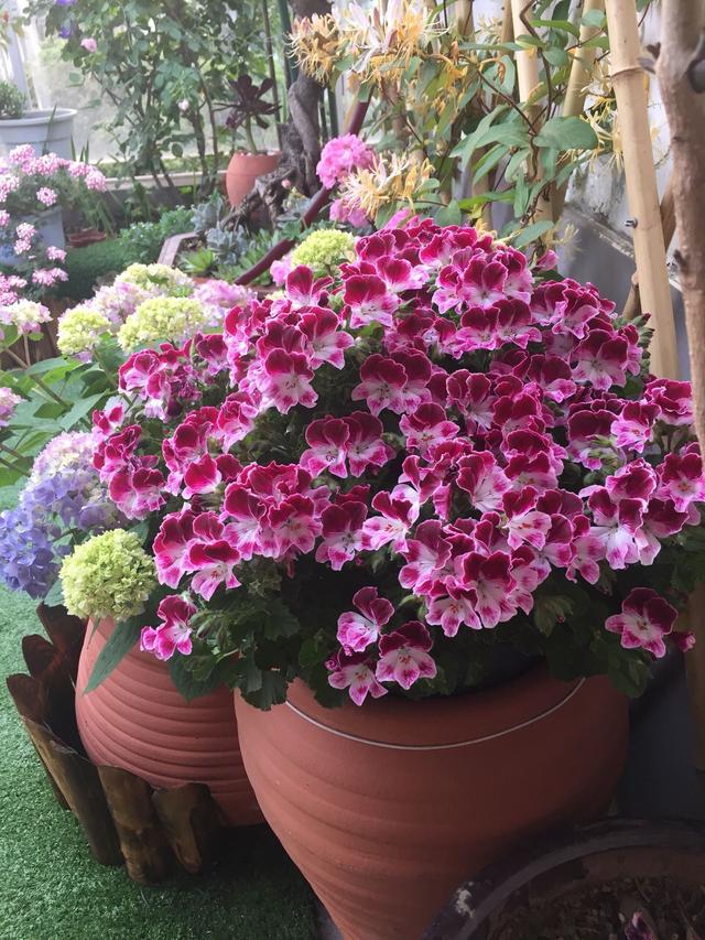 买的营养土还用掺土吗（昂贵的营养土调配有秘方）