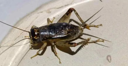 夜鸣虫是什么,夜鸣虫是什么动物图6