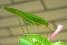 夜鸣虫是什么,夜鸣虫是什么动物图5