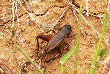 夜鸣虫是什么,夜鸣虫是什么动物图3