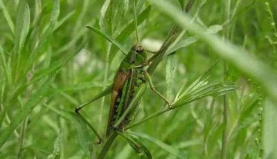 ​夜鸣虫是什么,夜鸣虫是什么动物
