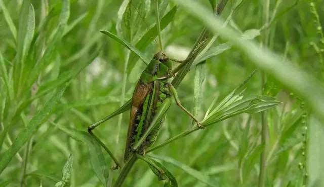 夜鸣虫是什么动物