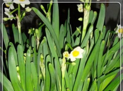 ​歇后语水仙不开花，水仙不开花歇后语？