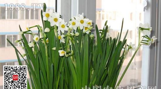 谐音歇后语括号里的是什么