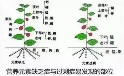 ​氮肥是指哪些 请问氮肥指的是什么肥呀