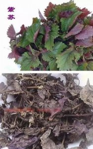 ​紫苏叶的功效与作用吃法(紫苏叶的功效与作用及副作用)