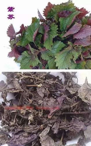 紫苏叶的功效与作用吃法(紫苏叶的功效与作用及副作用)-第1张图片-
