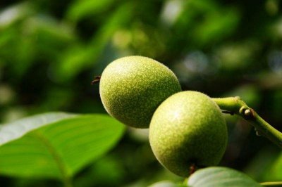 ​青皮核桃如何快速去皮的方法（青核桃如何去皮？哪些方法值得借鉴？效果如何？