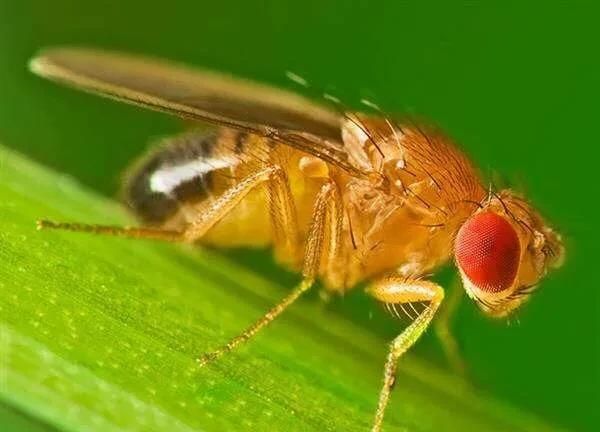 果蝇吃什么，果蝇吃什么？图3