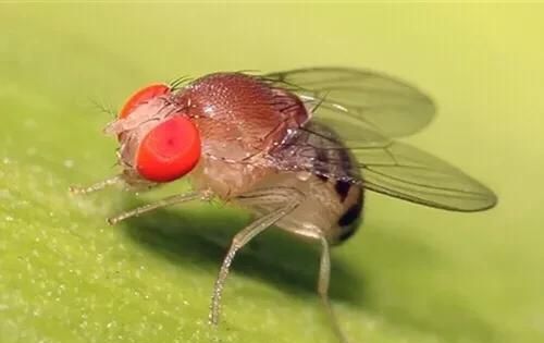 果蝇吃什么，果蝇吃什么？图2