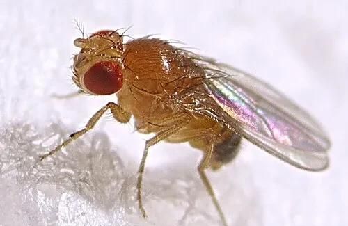 果蝇吃什么，果蝇吃什么？图5