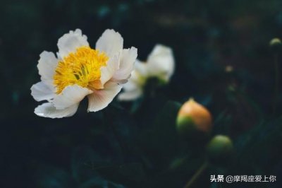 会暗恋摩羯座的星座有哪些？