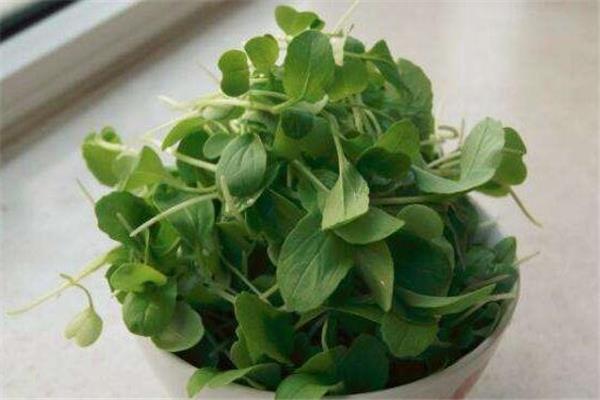 鸡毛菜是什么季节的菜 鸡毛菜是什么季节吃的