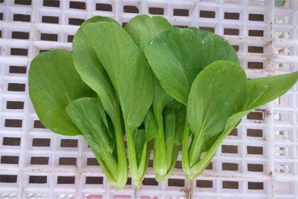 鸡毛菜是什么季节的菜 鸡毛菜是什么季节吃的