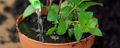 盆栽薄荷怎么养才长得好(薄荷盆栽怎么养)