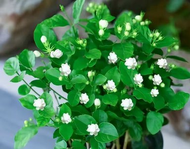 茉莉花怎么养才长得好(养茉莉花的5大技巧)