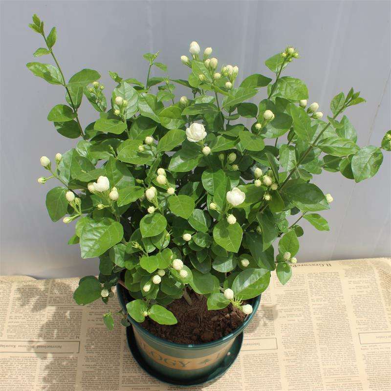 茉莉花怎么养才长得好（养茉莉花的5大技巧）