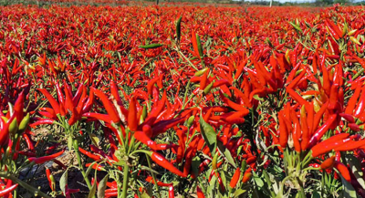 种小米椒一亩利润(栽种小米椒一亩产量和经济效益分析)