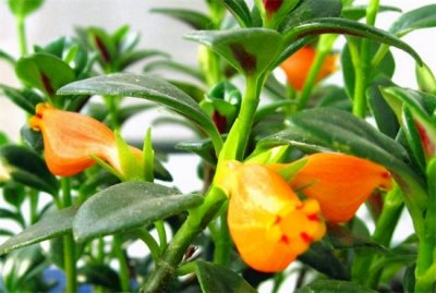 冬天金鱼吊兰的养殖方法和注意事项,“四大原则”助你养好它