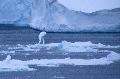 ​藏在南极深海的神秘生物，体型预估到达30米