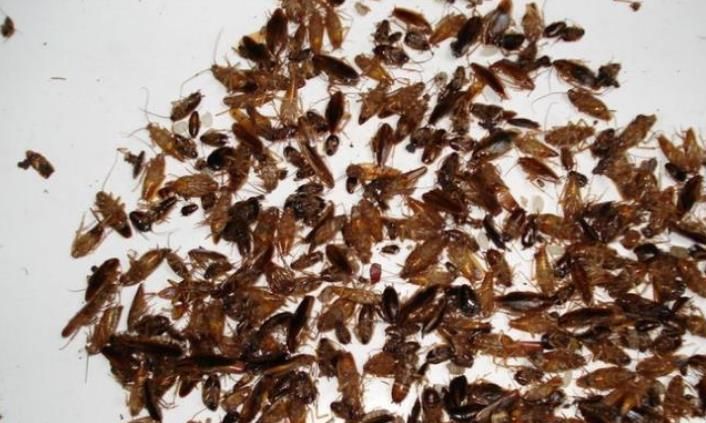 为什么屋里有蟑螂 出现蟑螂的原因呢