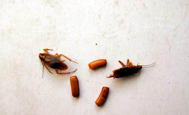 家里突然出现好多小蟑螂是什么原因