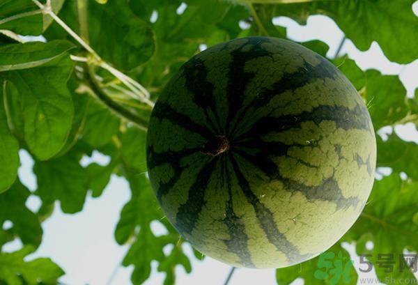 吃西瓜可以丰胸吗 吃西瓜能不能丰胸 吃西瓜可以丰胸吗 吃西瓜能不能丰胸