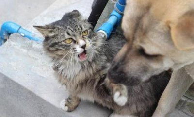 猫和狗能一块养吗(猫和狗狗能一起相处吗)