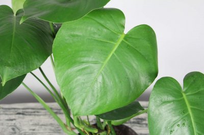 龟背竹叶子滴水的现象正常吗,日常怎么养护