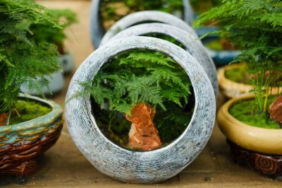 ​文竹换盆时间秋天可以吗，换盆注意事项