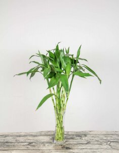 ​水培富贵竹能活多久，水培富贵竹多久生根